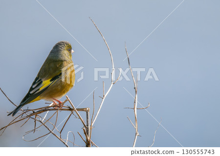 Greenfinch perched on a branch, copy space 130555743