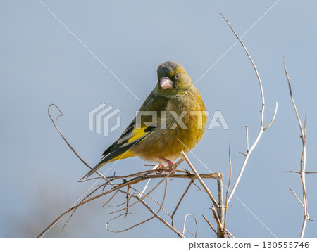 Kawarahiwa堅持分支 130555746