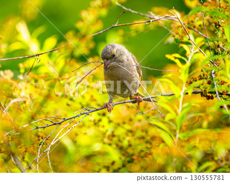 Kawarahiwa which sticks to the branch Kawarahiwa which sticks to the branch 130555781