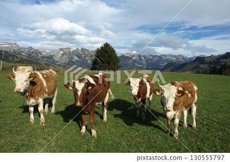 Cow at Switzerland fields Cow at Switzerland fields 130555797