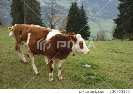 Cow at Switzerland fields 130555803
