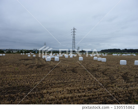 Walking around Sakura 130555862