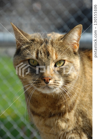 Cow At Rural Home India 130555886