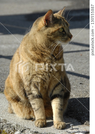 Cow At Rural Home India 130555887