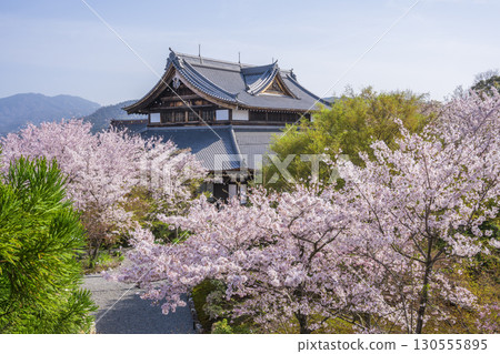 Cherry blossoms of Kyoto Shogun Tsuka Seiryudon 130555895