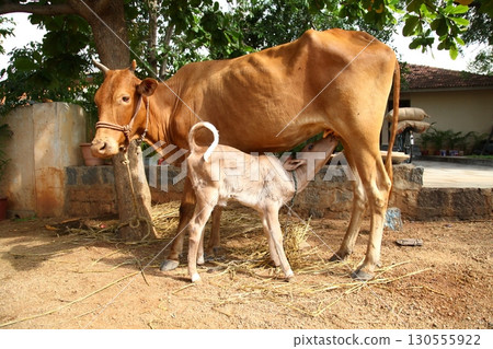 Cow Feeding Calf Rural Home 130555922