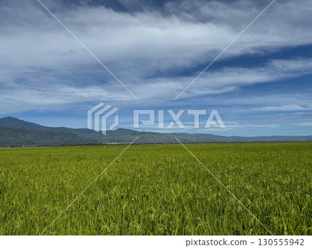 Scenic green rice field with mountains and cloudy blue sky Scenic green rice field with mountains and cloudy blue sky 130555942