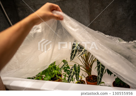 Man covers indoor plants in bathroom with plastic wrap after treating them with insecticide.  130555956