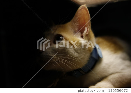 Brown Cat in the Home Brown Cat in the Home 130556072
