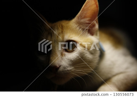 Brown Cat in the Home Brown Cat in the Home 130556073