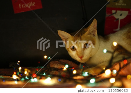 Brown Cat in the Home 130556083