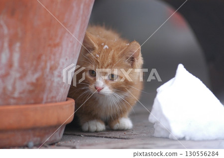 Brown Cat at the snow 130556284