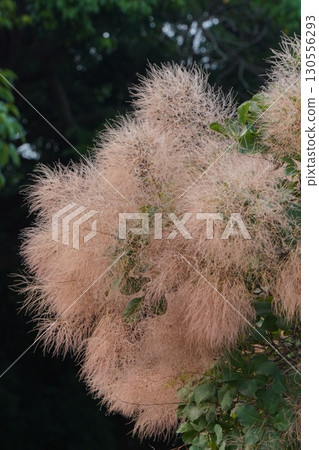 The state of the smoke tree in 2025 130556293