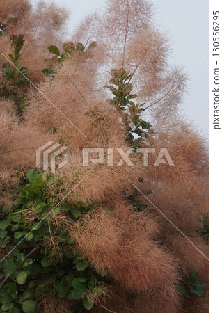 2025 年黃櫌的狀況 130556295