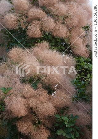 The state of the smoke tree in 2025 The state of the smoke tree in 2025 130556296