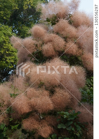 The state of the smoke tree in 2025 130556297
