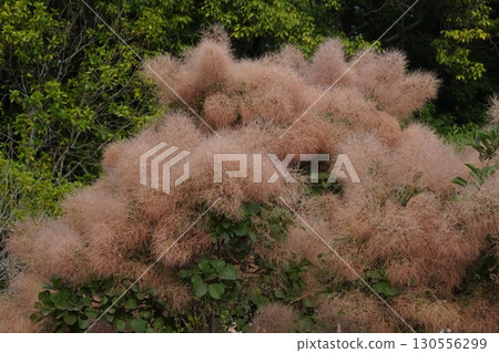 2025 年黃櫌的狀況 130556299