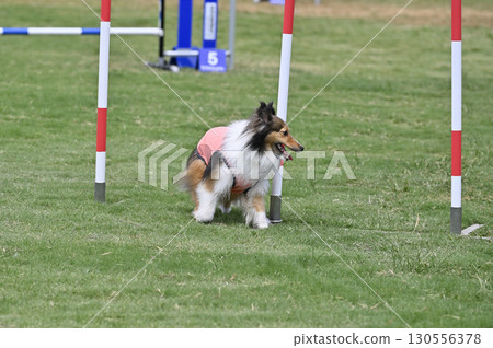 喜樂蒂牧羊犬在狗跑道上玩耍，狗敏捷性，狗學校，狗運動 130556378