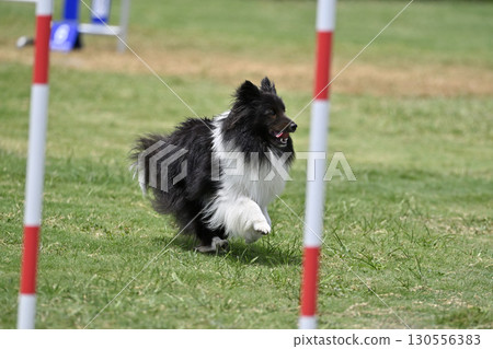喜樂蒂牧羊犬在狗跑道上玩耍,狗敏捷性,狗學校,狗運動 喜樂蒂牧羊犬在狗跑道上玩耍,狗敏捷性,狗學校,狗運動 130556383