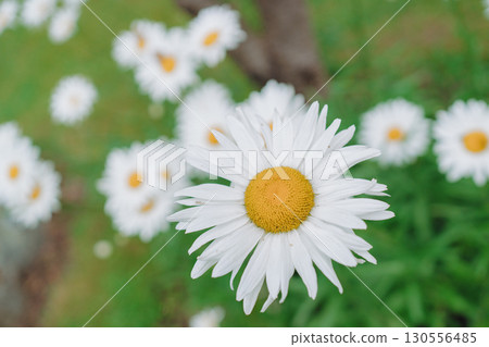 Beautiful white chamomile flowers growing in green grass. Summer vibes and peaceful atmosphere. Beautiful white chamomile flowers growing in green grass. Summer vibes and peaceful atmosphere. 130556485