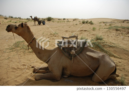 Camel cart in Rajasthan India 130556497