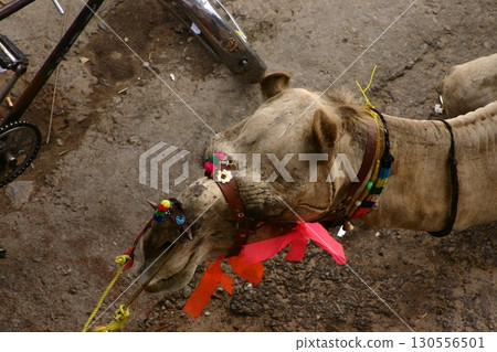 Camel cart in Rajasthan India 130556501