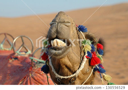 Camel cart in Rajasthan India 25th Aug 2025 130556529