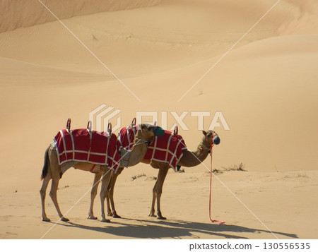 Camel cart in Rajasthan India 25th Aug 2025 Camel cart in Rajasthan India 25th Aug 2025 130556535