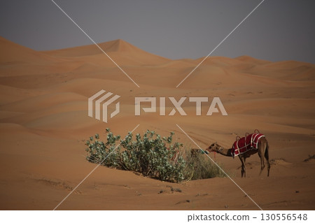 Camel cart in Rajasthan India 130556548