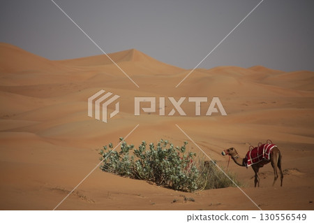 Camel cart in Rajasthan India 130556549