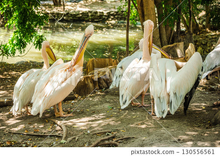 Group of great white pelicans standing near a pond in natural environment Group of great white pelicans standing near a pond in natural environment 130556561
