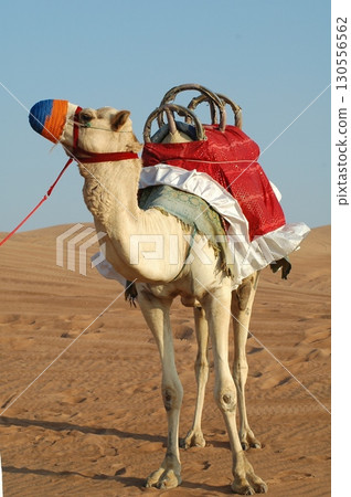 Camel cart in Rajasthan India Camel cart in Rajasthan India 130556562