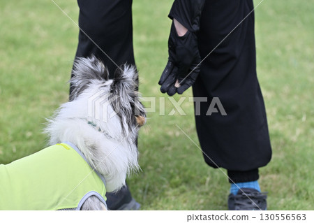 一名女子和喜樂蒂牧羊犬在遛狗場玩耍 130556563