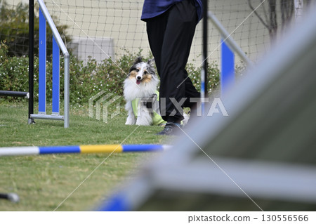 Woman and sheltie playing in a dog run Woman and sheltie playing in a dog run 130556566