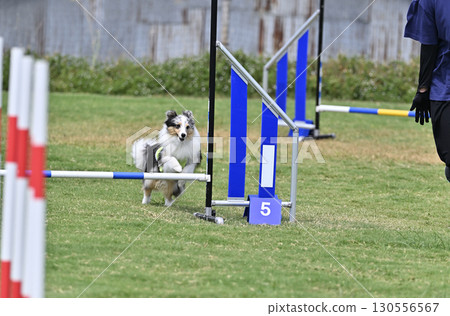 一名女子和喜樂蒂牧羊犬在遛狗場玩耍 130556567