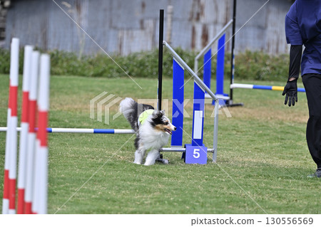 一名女子和喜樂蒂牧羊犬在遛狗場玩耍 130556569