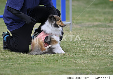 一名女子和喜樂蒂牧羊犬在遛狗場玩耍 130556571