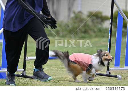 一名女子和喜樂蒂牧羊犬在遛狗場玩耍 130556573