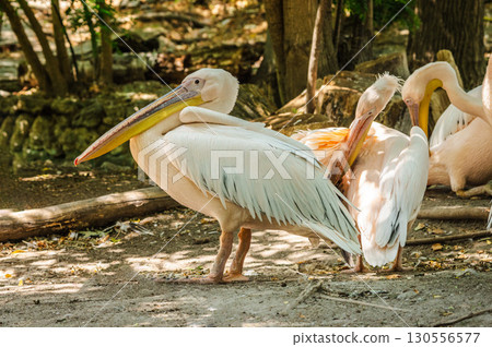 Group of pelicans resting and preening in natural outdoor habitat 130556577