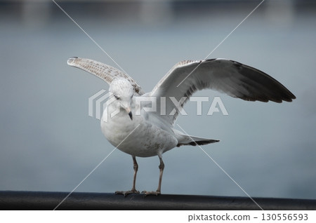 Ring billed gull Macro shot Ring billed gull Macro shot 130556593