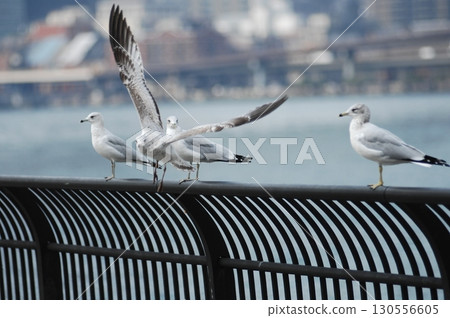 Ring billed gull Macro shot Ring billed gull Macro shot 130556605