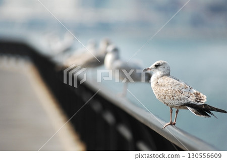 Ring billed gull Macro shot 130556609