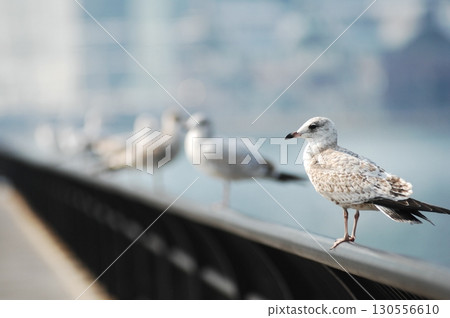 Ring billed gull Macro shot 130556610
