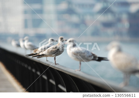 Ring billed gull Macro shot 130556611