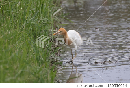 A cattle egret in summer plumage walking around searching for food near the water A cattle egret in summer plumage walking around searching for food near the water 130556614