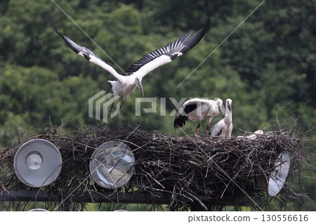 Parent and child of the stork 130556616