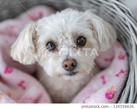 Adorable white Maltese puppy in a basket on a blanket looking at the camera 130556626