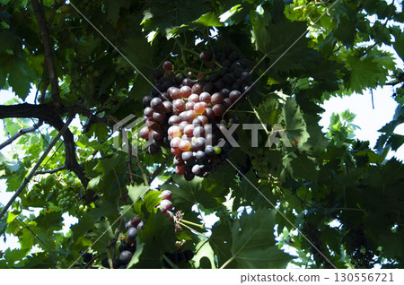 A big bunch of red grapes hanging in the vineyard. Ripe grapes harvest. Red grapes on a branch with leaves.  130556721