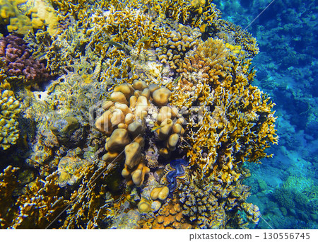 Golden reef formation in Red sea Egypt with lobed coral Porites, staghorn coral Acropora, fire coral 130556745