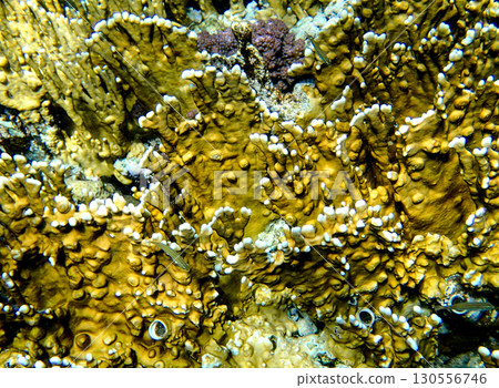 Close-up of Yellow Scroll Coral Turbinaria reniformis with vibrant yellow surface and white polyps, 130556746